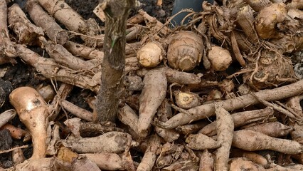Organic Roots From Garden Soil To Harvest Now