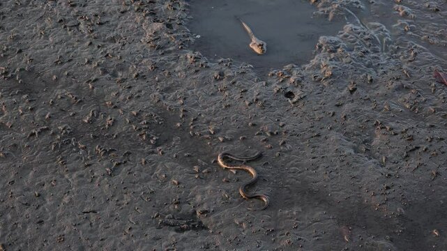Footage of a snake crawling on the mud of mangrove forest with a mudskipper relaxing in a puddle behind, central region of Thailand
