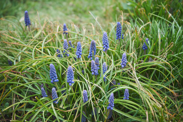 Szafirek armeński, Muscari armeniacum