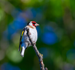 European goldfinch, Carduelis carduelis. A bird sits on a branch on a beautiful background