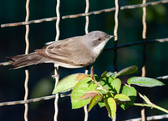 Lesser whitethroat, Sylvia curruca. A bird sits on a fence near a rose bush