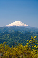 新緑と雲一つない富士山の風景