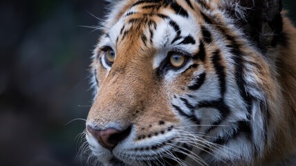 Bengal tiger portrait with golden eyes and bold striped face