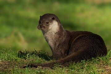 Otter sitting on grass with blurred background.