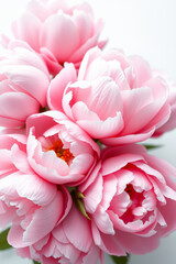 Obraz premium Soft pink peonies in full bloom with delicate petals and elegant floral aesthetic on a white background