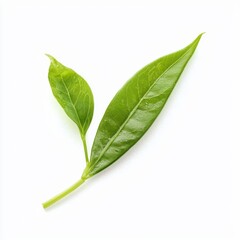Obraz premium Close Up of Vibrant Green Tea Leaf on White Background