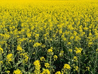 Rapeseed farm and blue sky. Vegetable oil farm. Rape plants