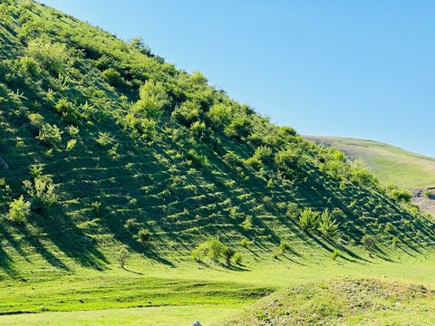 Rural landscape with green grass and trees with long shadows. Lush green hillside under a bright blue sky, symbolizing tranquility and nature, perfect for Earth Day - Powered by Adobe