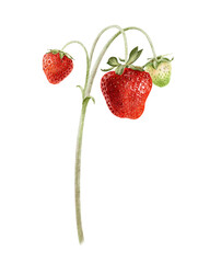 Wild red and green strawberries on branch and stems. Isolated hand drawn watercolor illustration of summer garden plant. Ripening berries for package, cosmetic, agriculture, farming