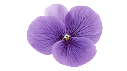 Beautiful purple flower in full bloom.