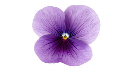 Beautiful purple flower with delicate petals.