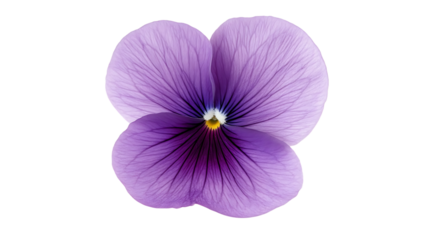 Beautiful purple flower with delicate petals.