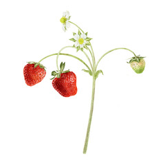 Watercolor illustration of Ripening strawberries berries. Red, green berries with sepals and stems. Isolated hand drawn summer botanical element for package, cosmetic, cards, agriculture, farming