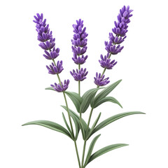 Naklejka premium A single stalk of lavender with realistic purple flowers and fine leaf details,nature,