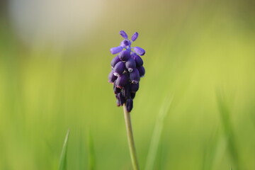 fiore di muscari in primavera