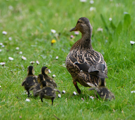 Cane colvert et ses petits dans un chemin de campagne