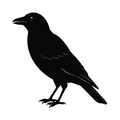 Fototapeta premium Crow Perched Silhouette Vector Clean and Striking 2
