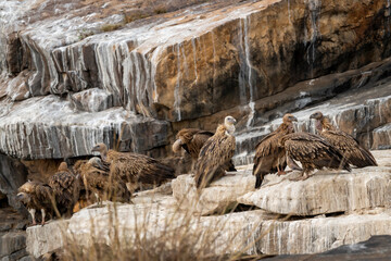 Flock of Himalayan vulture or Gyps himalayensis or Himalayan griffon vulture and Eurasian griffon...