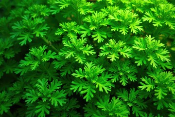 Fototapeta premium Intricate parsley leaf pattern, vibrant green hues, detail, healthy