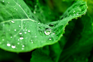 Raindrops created a beautiful image on the plants