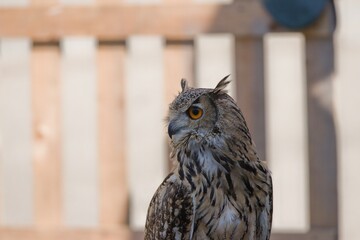 An owl perched on branch
