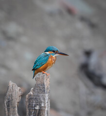 Vibrant common kingfisher rests on timber.common kingfisher (Alcedo atthis) is a small, brightly colored bird found across Europe, North Africa, and much of Asia.