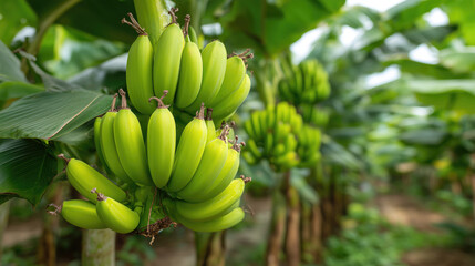Green bananas hanging from trees in plantation