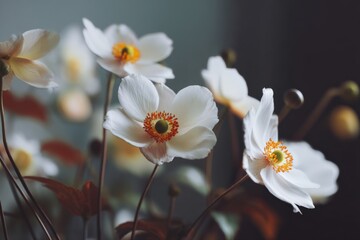 Obraz premium Delicate white Japanese anemones with orange centers, softly illuminated, create a serene and elegant floral arrangement.