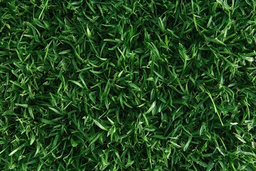 Fototapeta premium Green grass blades filling frame, lush vibrant texture, close up shot from above