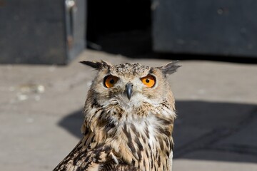 Eurasian eagle owl close up
