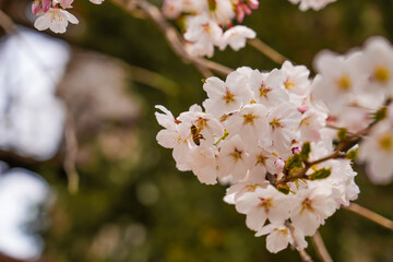 abstract cherry blossom, Soft focus, Background