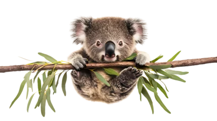 Fototapete Koala Cute koala hanging on a branch with greenery.  © Nuthawuth
