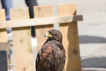Golden Eagle looking to the side.