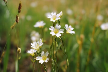 Delicate white wildflowers bloom in a vibrant green field, bathed in soft sunlight.  A peaceful and serene nature scene.
