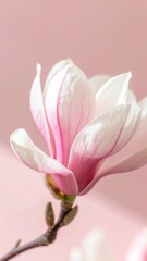 Fototapeta premium Elegant pink magnolia blossom in soft sunlight