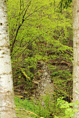 Stone Remains in the Lush Forests of Ezcaray