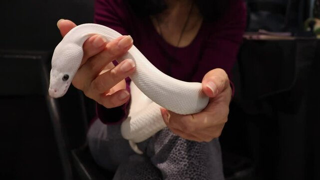 Footage of a woman playing with a blue eyes Leucistic Ball Python