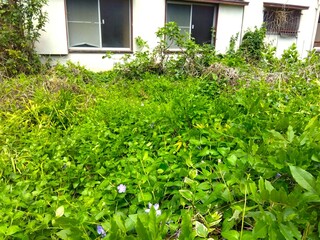 空き家のアパートの放置されたままの秋の庭風景