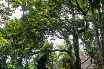 Lush Canopy of Tropical Trees, A Verdant Scene Featuring Dense F