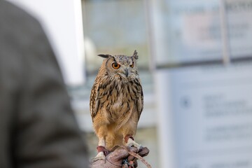 An owl in York town centre.