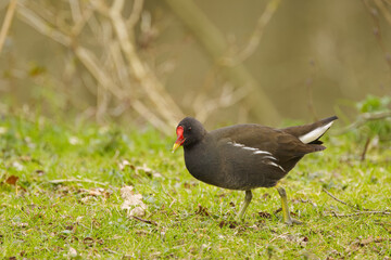 moorhen walking to the grass, moorhen in the meadow, moorhen with big paw, dark bird with red-yellow beak, big claws, Gallinula chloropus
