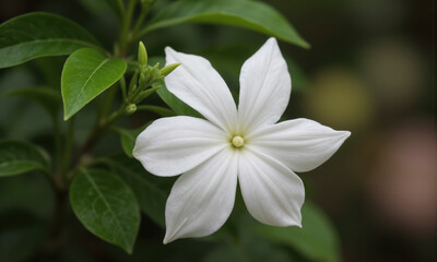 Obraz premium Jasmine (Jasminum grandiflorum) Known for its intensely fragrant, white or yellow flowers, Jasmine is a beloved plant in Indian gardens.