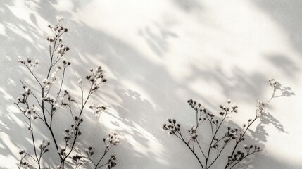 Dried Plants and Shadows on White Wall