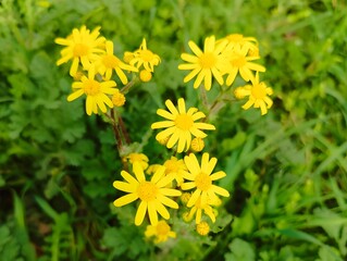 Closeup of yellow wild flowers a type of Senecio blooming in the spring sunny day green grass macro shot photography nature natural floral spring or summer background backdrop beautiful wallpaper