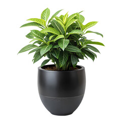 Obraz premium Polka Dot Plant in Black Pot Indoor Plant Photography isolated on transparent background