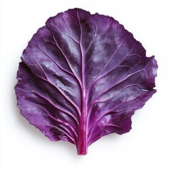 Closeup of a Single Vibrant Red Cabbage Leaf on White Background