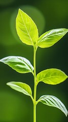 Obraz premium Vibrant green seedling with several bright leaves against a blurred green background