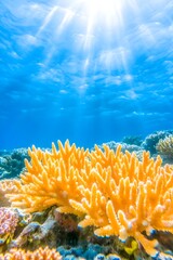 Vibrant yellow coral flourishing in sunlit, shallow ocean water