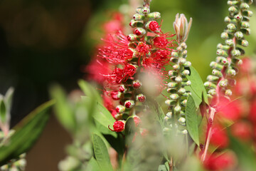 Crimson bottlebrush plant (Callistemon citrinus)
