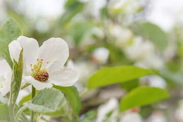 A pair of ladybugs, Halyzia sedecimguttata, in a white apple blossom